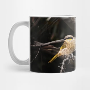 Singing Honeyeater_VOA8137 Mug